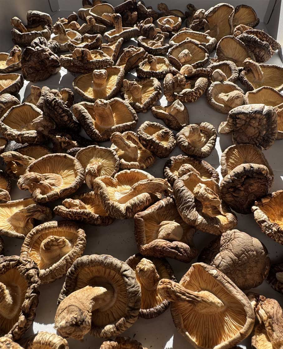 炭火焙煎椎茸 媛子 パッケージ